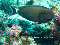 Acanthurus nigricauda, Malediven, Eriyadu