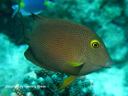 Ctenochaetus truncatus, Malediven, Eriyadu