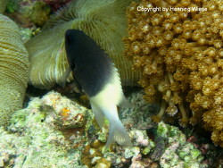 Chromis dimidiata; Malediven, Eriyadu