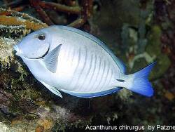 Acanthurus chirurgus thumbnail