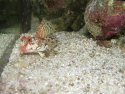 Synchiropus Marmoratus