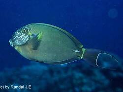 Acanthurus maculiceps thumbnail