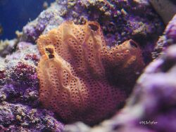 Botrylloides sp. 02 - Seescheide