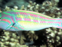 Thalassoma quinquevittatum Photo (c) by Randall J.E. 