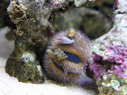 Igel mit Trophäe (Krabbenschere)