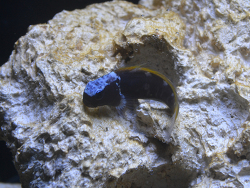 Ecsenius lividanalis