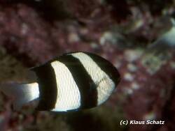 Dascyllus aruanus thumbnail