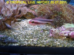 Apogon semiornatus   Peters, 1876