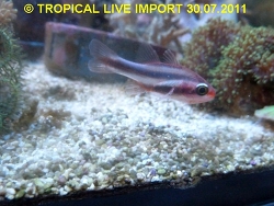 Apogon semiornatus - Kardinalbarsch