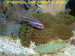 Apogon semiornatus - Kardinalbarsch