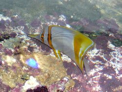 Chelmon marginalis - Pinzettfisch 