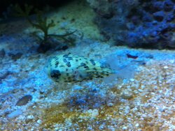 Diodon eydouxii  (c) by  Speedup26  - (Igelfisch gekauft bei Aquariumehab.ch)