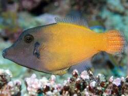 Pervagor melanocephalus thumbnail
