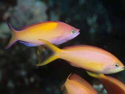 Pseudanthias ignitus thumbnail