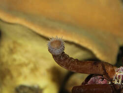 Isaurus tuberculatus thumbnail