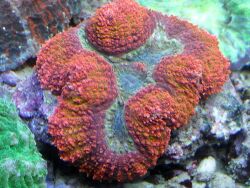 Lobophyllia hemprichii Fiji