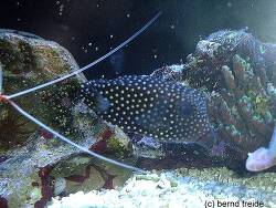 Ostracion meleagris thumbnail