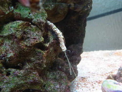 Einer meiner Muschelsammler