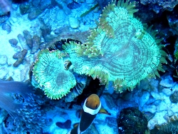 Gallkrabbe (Lithoscaptus aquarius), gefunden in einer Wunderkoralle, (c) Muelly