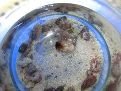 Gallkrabben Paar (Lithoscaptus aquarius), gefunden in einer Wunderkoralle, (c) Muelly