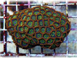 © copyright Franks Korallenkeller