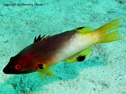 Bodianus axillaris; Rotes Meer; Marsa Alam