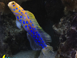 Opistognathus rosenblatti