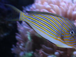 Acanthurus lineatus