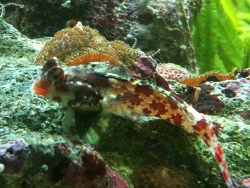 Synchiropus stellatus - Stern-Mandarinfisch 