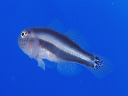 Gobiodon albofasciatus  (c) by Jean-Jacques Eckert