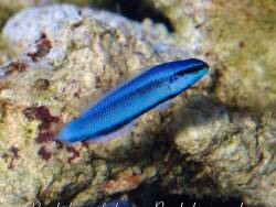 Pseudochromis fridmani x sankeyi Hybride thumbnail