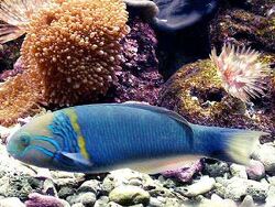 Thalassoma hebraicum   (c) by Mc Corals