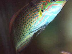 Halichoeres melanurus thumbnail