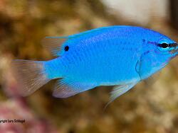 Chrysiptera Cyanea