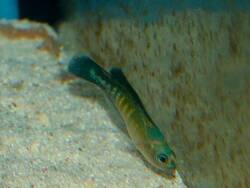 Pseudochromis cyanotaenia thumbnail