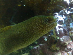 Gymnothorax richardsonii thumbnail