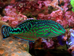 Macropharyngogon bipartitus