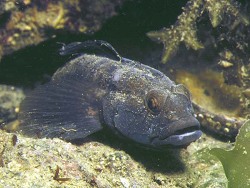Gobius niger  (c) by Robert A. Patzner