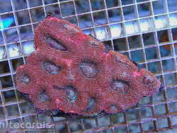 Acanthastrea bowerbanki -  (c) by Whitecorals