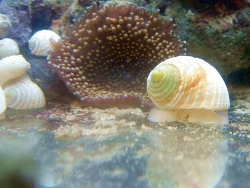 Nerita plicata  (c) Bild by seepferdchen24.de 