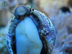 Trochus sp.01 thumbnail