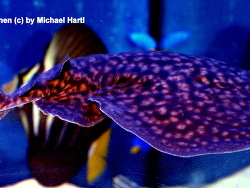 Torpedo fuscomaculata