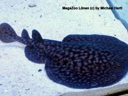 Torpedo fuscomaculata