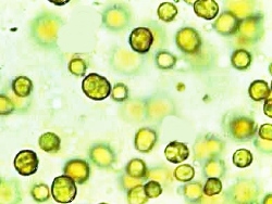 Symbiodinium sp.