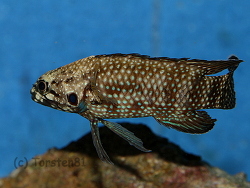 Plesiops corallicola - Aufnahme von Torsten 81