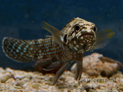 Plesiops corallicola - Aufnahme von Torsten 81