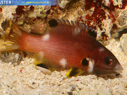 Bodianus axillaris - Achselfleck-Schweinslippfisch