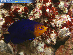 Centropyge argi - Blauer Zwergkaiserfisch