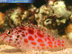 Cirrhitichthys oxycephalus - Korallenwächter