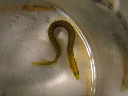 Congrogadus sp. 01 thumbnail